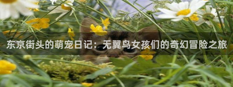 禁漫天堂相关：东京街头的萌宠日记：无翼鸟女孩们的奇幻冒险之旅