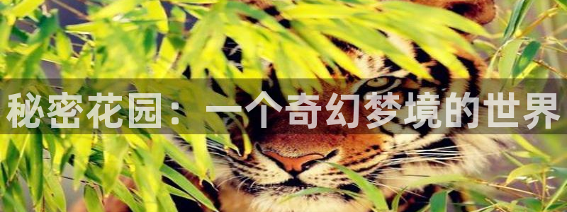 禁漫天堂加速器下载
